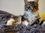 Beautiful Desexed Kittens Some Fluffy Carousel 4