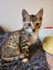 Beautiful Desexed Kittens Some Fluffy Carousel 5