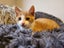 Beautiful Desexed Kittens Some Fluffy Carousel 6