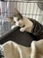 Darcy Male kitten Desexed Carousel 1