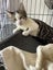 Darcy Male kitten Desexed Carousel 5
