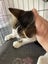 Darcy Male kitten Desexed Carousel 6