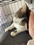 Darcy Male kitten Desexed Carousel 8