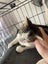 Darcy Male kitten Desexed Carousel 9