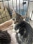 Sweet desexed kittens available Carousel 2