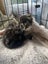 Sweet desexed kittens available Carousel 3