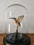Taxidermy Kingfisher Carousel 3