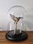Taxidermy Kingfisher Carousel 4