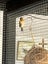 Cuban finch Carousel 1