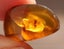 Insects Burmese Amber 100 million years old RARE Carousel 1