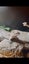 Blue Tongue Lizard Carousel 3