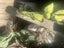 Blue Tongue Lizard Carousel 5