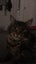 Beautiful Cat Needs Rehoming Carousel 4