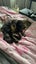 Beautiful Cat Needs Rehoming Carousel 3