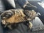 Beautiful Cat Needs Rehoming Carousel 5