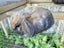 Purebred Mini lop kits Carousel 4