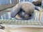 Purebred Mini lop kits Carousel 5