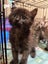 LONELY MIAOW KITTEN - HARMONY Carousel 1