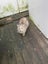 Barn and house cats Carousel 3