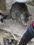 Barn and house cats Carousel 4
