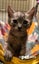 LONELY MIAOW KITTEN - HOPE Carousel 1