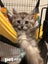 LONELY MIAOW KITTEN - HAZE Carousel 1