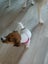 jack russell puppies Carousel 7
