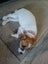 jack russell puppies Carousel 8
