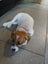 jack russell puppies Carousel 9
