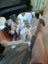 jack russell puppies Carousel 10