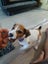 jack russell puppies Carousel 11