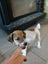 jack russell puppies Carousel 12