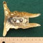 REAL 1950's VIKING Bonnet Ornament ROVER Norseman GOLD PLATED Viking Warrior Carousel 5