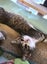Rescue kitten Dennis Carousel 2