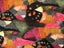 Multi colour Polyester spandex fabric Carousel 1