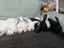 Mini lop rabbits Carousel 8