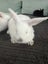 Mini lop rabbits Carousel 9