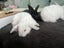 Mini lop rabbits Carousel 10