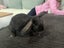 Mini lop rabbits Carousel 11
