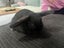 Mini lop rabbits Carousel 12