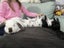 Mini lop rabbits Carousel 13