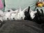 Mini lop rabbits Carousel 15