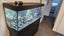 Juwel Rio 240L Large Fish Aquarium, with fish. Carousel 3