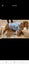 5x dog jumpers + one bath robe Carousel 11