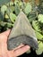 4.58” Megalodon Shark Tooth Carousel 3