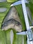4.58” Megalodon Shark Tooth Carousel 1