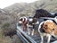 Puppies Carousel 10