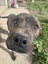 Hudson (Ellie's Canine Rescue & Rehome) Carousel 1