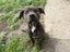 Hudson (Ellie's Canine Rescue & Rehome) Carousel 3