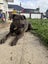 Hudson (Ellie's Canine Rescue & Rehome) Carousel 4